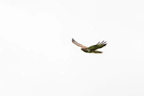 One common buzzard bird, bird of pray, buteo buteo, in flight against a white Foto stock