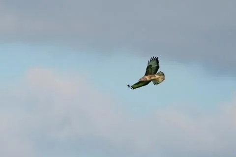 One common buzzard bird, bird of pray, buteo buteo, in flight against a blue  Stock Photos
