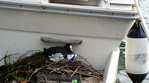 One Common Coot Nesting with Plastic Litter on Urban Lake Shore Stock Footage 336435588