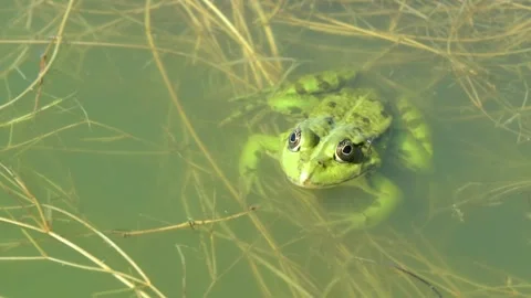 One common frog sitting still. Close-up of  Rana Temporaria also known as the Eu Stock Footage 164301919