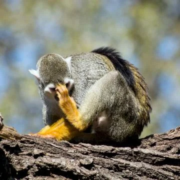 One common squirrel monkey (saimiri sciureus) Stock Photos