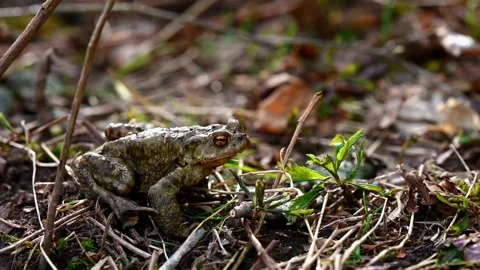 One common toad in the forest outdoors in spring. Bufo bufo. Stock Footage 326818146
