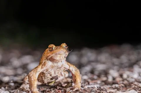 One common toad in the forest outdoors at night. Bufo bufo in Switzerland. Stock Photos