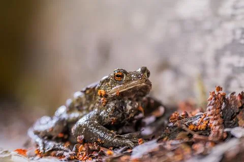 One common toad in the forest outdoors at night. Bufo bufo in Switzerland. 写真素材