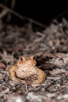 One common toad in the forest outdoors at night. Bufo bufo in Switzerland. Stock Photos