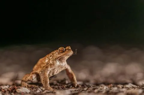 One common toad in the forest outdoors at night. Bufo bufo in Switzerland. Stock Photos