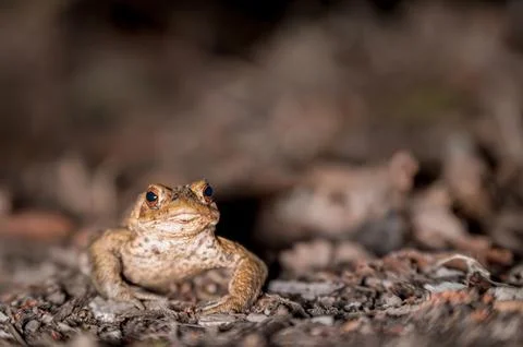 One common toad in the forest outdoors at night. Bufo bufo in Switzerland. Stock Photos