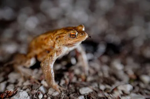 One common toad in the forest outdoors at night. Bufo bufo in Switzerland. Stock Photos