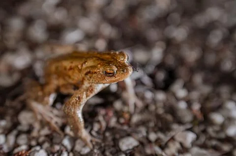 One common toad in the forest outdoors at night. Bufo bufo in Switzerland. Stock Photos
