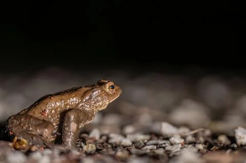 One common toad in the forest outdoors at night. Bufo bufo in Switzerland. Stock Photos