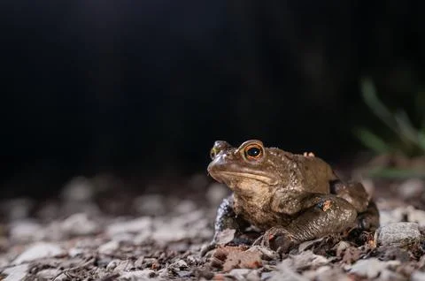 One common toad in the forest outdoors at night. Bufo bufo in Switzerland. Stock Photos