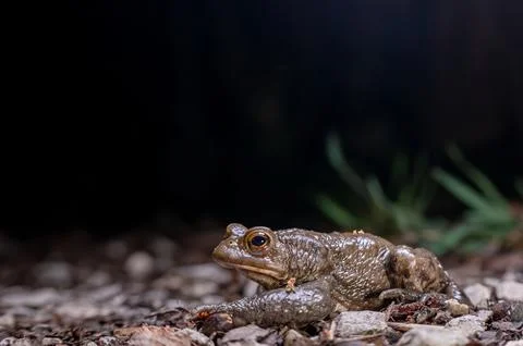 One common toad in the forest outdoors at night. Bufo bufo in Switzerland. Stock Photos