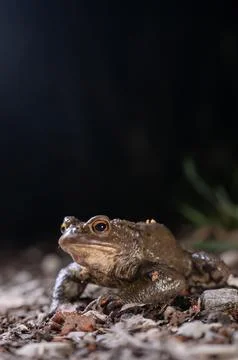 One common toad in the forest outdoors at night. Bufo bufo in Switzerland. Stock Photos