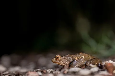 One common toad in the forest outdoors at night. Bufo bufo in Switzerland. Stock Photos
