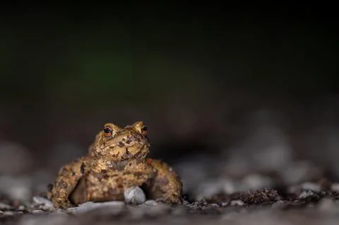 One common toad in the forest outdoors at night. Bufo bufo in Switzerland. Stock Photos