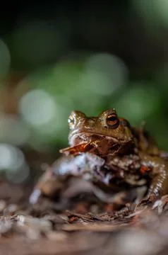 One common toad in the forest outdoors at night. Bufo bufo in Switzerland. Stock Photos