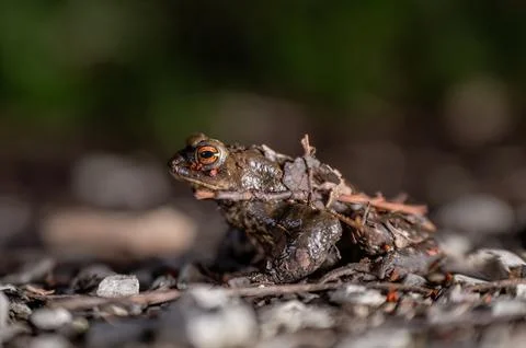 One common toad in the forest outdoors at night. Bufo bufo in Switzerland. Stock Photos
