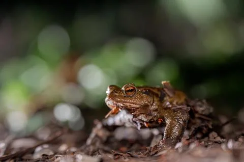 One common toad in the forest outdoors at night. Bufo bufo in Switzerland. Stock Photos