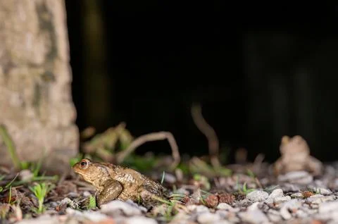 One common toad in the forest outdoors at night. Bufo bufo in Switzerland. Stock Photos