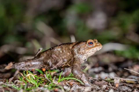 One common toad in the forest outdoors at night. Bufo bufo in Switzerland. Stock Photos