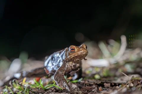 One common toad in the forest outdoors at night. Bufo bufo in Switzerland. 写真素材