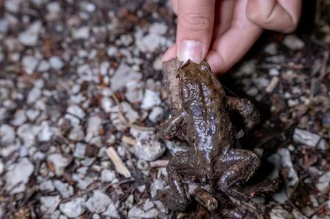 One common toad in the forest outdoors at night. Bufo bufo in Switzerland. Stock Photos