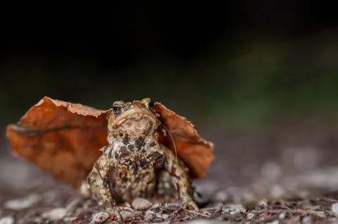 One common toad in the forest outdoors at night. Bufo bufo in Switzerland. Stock Photos