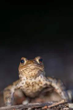One common toad in the forest outdoors at night. Bufo bufo in Switzerland. Stock Photos