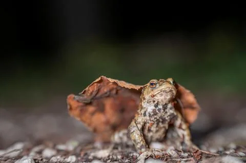 One common toad in the forest outdoors at night. Bufo bufo in Switzerland. Stock Photos