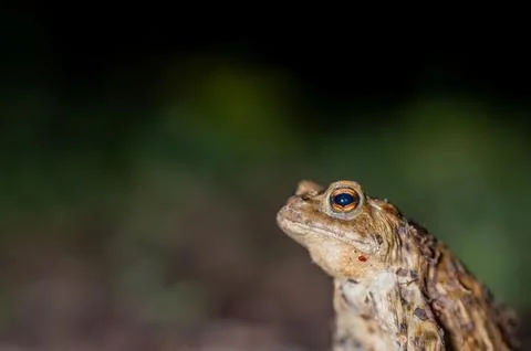 One common toad in the forest outdoors at night. Bufo bufo in Switzerland. Stock Photos