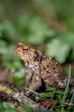 One common toad in the forest outdoors at night. Bufo bufo in Switzerland. Stock Photos