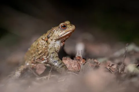 One common toad in the forest outdoors at night. Bufo bufo in Switzerland. Stock Photos