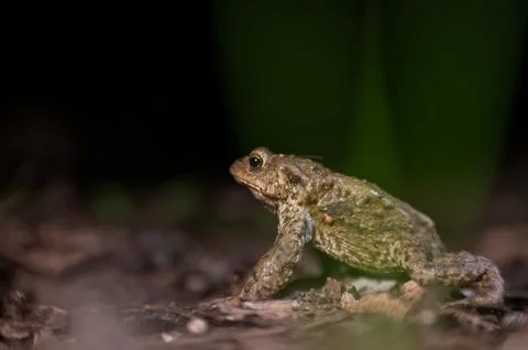 One common toad in the forest outdoors at night. Bufo bufo in Switzerland. Stock Photos