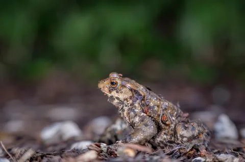 One common toad in the forest outdoors at night. Bufo bufo in Switzerland. Stock Photos