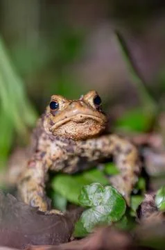 One common toad in the forest outdoors at night. Bufo bufo in Switzerland. Stock Photos
