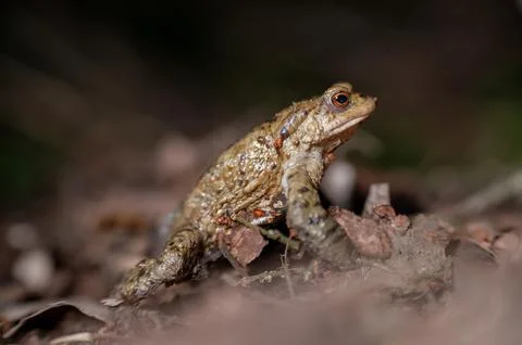 One common toad in the forest outdoors at night. Bufo bufo in Switzerland. Stock Photos