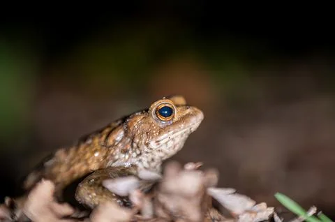 One common toad in the forest outdoors at night. Bufo bufo in Switzerland. Stock Photos
