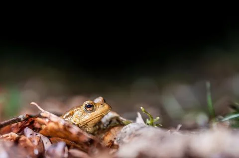 One common toad in the forest outdoors at night. Bufo bufo in Switzerland. Stock Photos