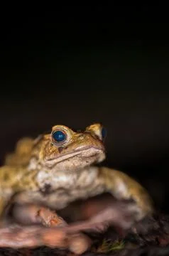 One common toad in the forest outdoors at night. Bufo bufo in Switzerland. Stock Photos