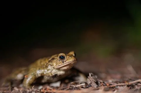 One common toad in the forest outdoors at night. Bufo bufo in Switzerland. Stock Photos