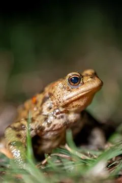 One common toad in the forest outdoors at night. Bufo bufo in Switzerland. Stock Photos