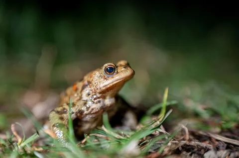 One common toad in the forest outdoors at night. Bufo bufo in Switzerland. Stock Photos