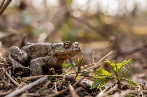 One common toad in the forest outdoors in spring. Bufo bufo in Switzerland. Stock Photos