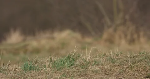 One common toad is going through tke meadow to the pond, 4k Video stock 89643598