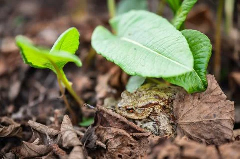 One common toad hiding under leaf in forest outdoors in spring. Bufo bufo Stock Photos