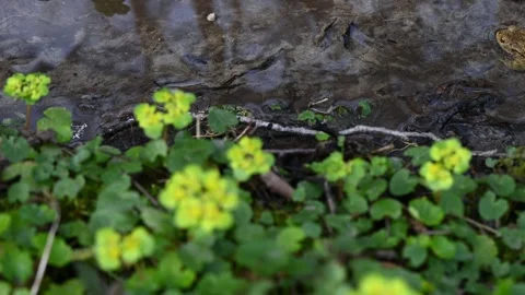 One common toad in water outdoors in spring. Bufo bufo in Switzerland. Stock Footage 326818149