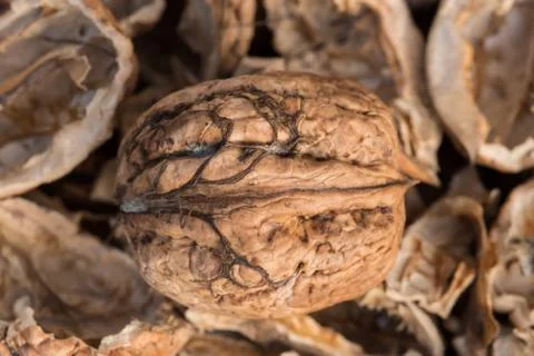 One complete walnut with cracked walnut shells. Pieces of nutshells. Close up. Stock Photos