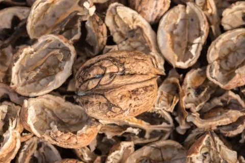 One complete walnut with cracked walnut shells. Pieces of nutshells. Stock Photos