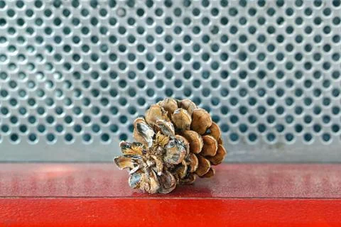 One conifer pinecone Stock Photos