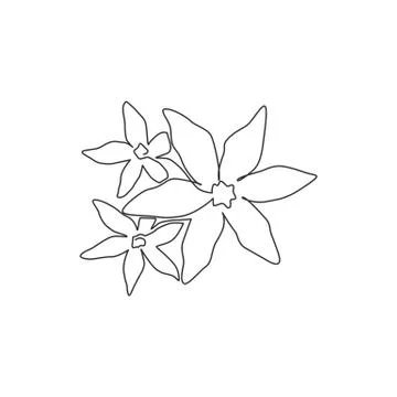 One continuous line drawing of beauty fresh deciduous jasmine flower 스톡 일러스트